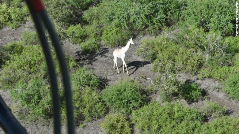 発信機によって効果的なモニタリングが可能になるという/Northern Rangelands Trust