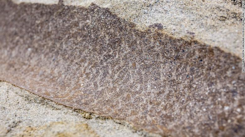 化石には皮膚の痕跡が残る箇所も/Matt Zeher/North Carolina Museum of Natural Sciences