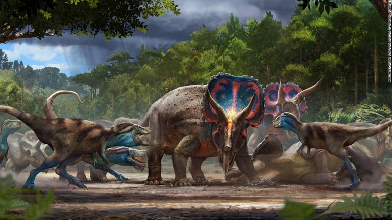 死闘を演じたとみられるトリケラトプスとティラノサウルスの化石が米博物館で展示へ/Matt Zeher/North Carolina Museum of Natural Sciences