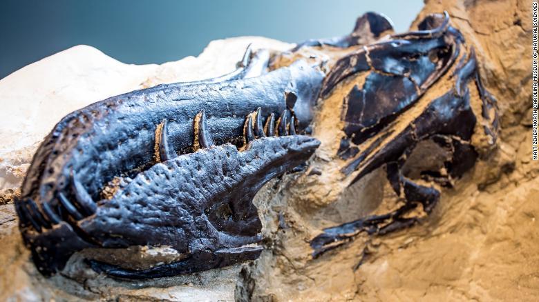 ティラノサウルスの頭骨には歯の折れた痕跡があるという/Matt Zeher/North Carolina Museum of Natural Sciences