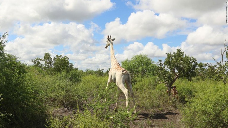 ケニアで確認された雄の白いキリンにＧＰＳ発信機が取り付けられた/Northern Rangelands Trust