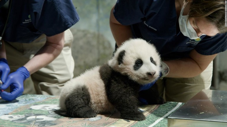 シャオチージーはまさにスミソニアン国立動物園の「小さな奇跡」だ/From Smithsonian National Zoo