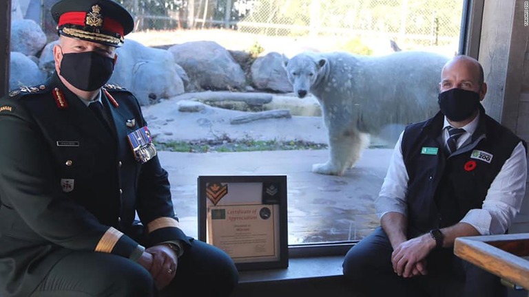 カナダのトロント動物園のシロクマ「ジュノー」が「名誉上級伍長」へ昇進した/Toronto Zoo