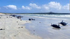 海岸に漂着したクジラ１００頭近く死ぬ、安楽死措置も　ＮＺ