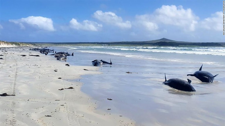 ニュージーランドのチャタム諸島でクジラ１００頭以上が漂着した/New Zealand Department of Conservation