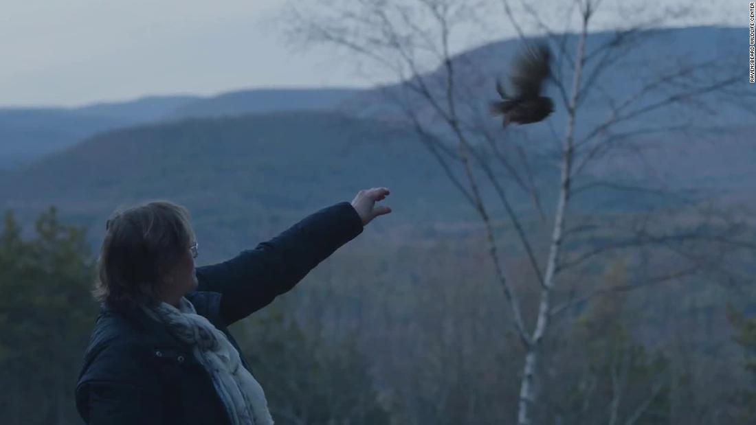 保護センターが放鳥の成功をフェイスブックで伝えた/Ravensbeard Wildlife Center