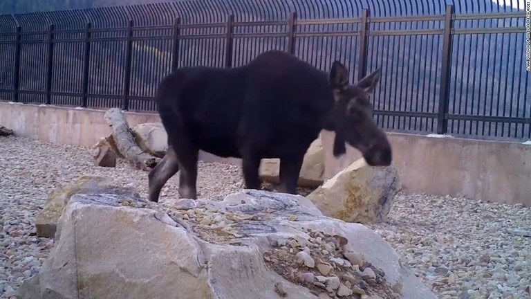 米ユタ州の当局が設置した高架橋を野生動物が渡る様子が確認された/Utah Division of Wildlife Resources