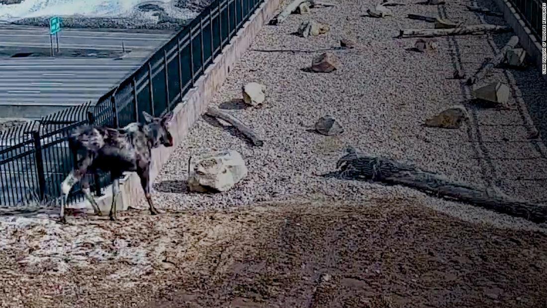 橋の上には岩石や丸木などが置かれている/Utah Division of Wildlife Resources