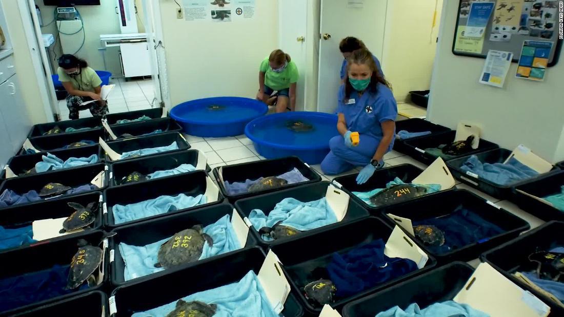 ４０匹のケンプヒメウミガメが保護された/Florida Keys News