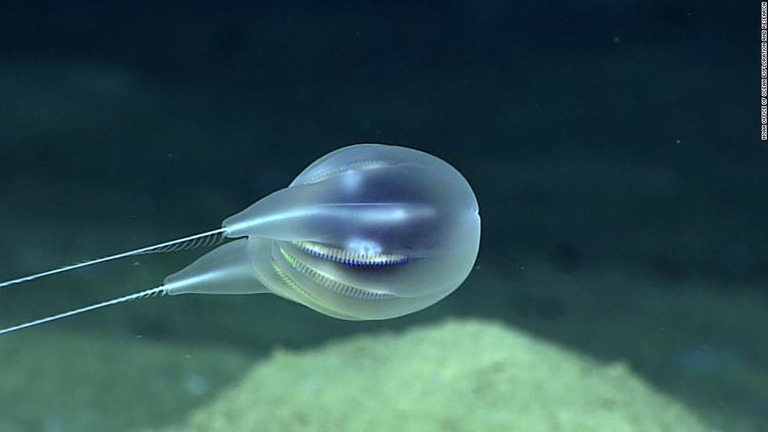 プエルトリコの近くで発見された有櫛動物の新種/NOAA Office of Ocean Exploration and Research