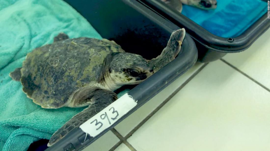 Cnn Co Jp 寒さで凍えた絶滅危惧種のウミガメ40匹 暖を取るためフロリダへ Cnn Co Jp 寒さで凍えた絶滅危惧種のウミガメ40匹 暖を取るためフロリダへ