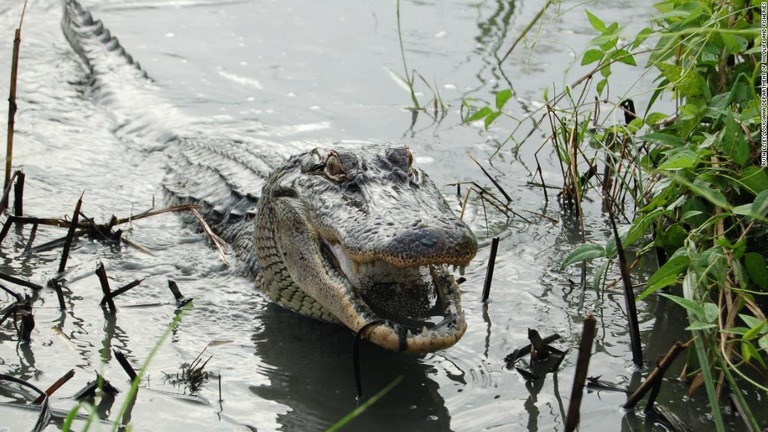 若いワニにはトカゲと同様、切り離した尻尾を再生する能力があるという/Ruth Elsey/Louisiana Department of Wildlife and Fisheries