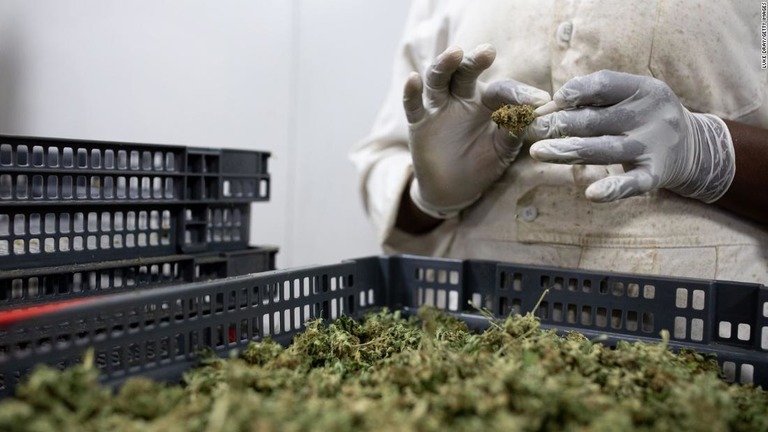 国連が大麻と大麻樹脂を「最も危険な薬物」のリストから除外すると発表した/Luke Dray/Getty Images