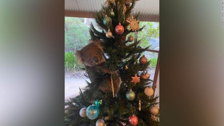 民家に飾られたクリスマスツリーに登っていたコアラ/Amanda McCormick/Caters News