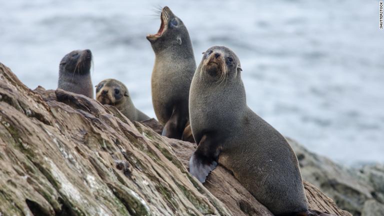 チャタム諸島に生息する動物の数は、島内の人口を上回る/Shutterstock