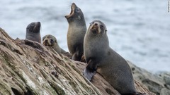 チャタム諸島に生息する動物の数は、島内の人口を上回る