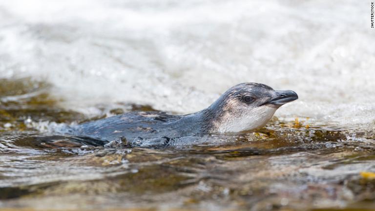 世界最小のペンギン、リトルブルー・ペンギンもチャタム諸島で暮らしている/Shutterstock