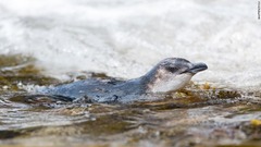 世界最小のペンギン、リトルブルー・ペンギンもチャタム諸島で暮らしている