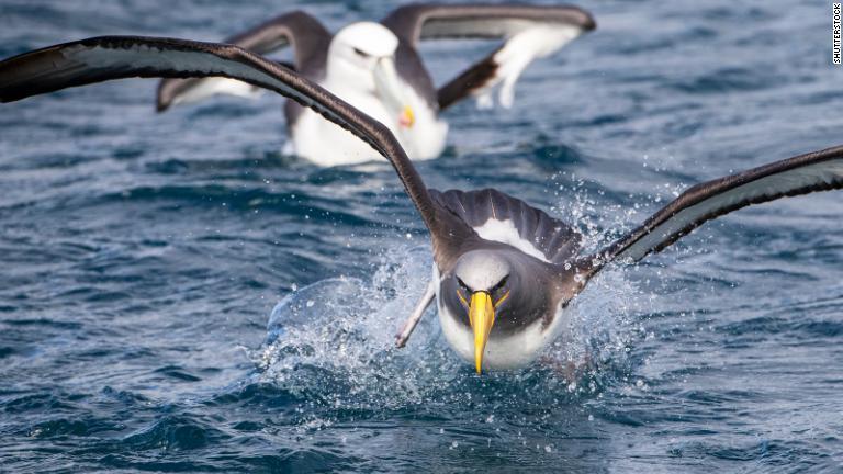 世界で最も希少な鳥類の一部も生息する。写真はチャタムアホウドリ/Shutterstock