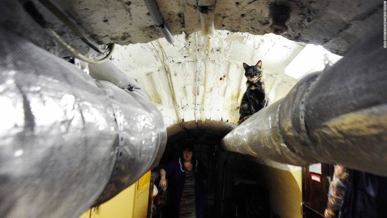 猫たちはエルミタージュ美術館の地下に住んでいる/OLGA MALTSEVA/AFP/Getty Images