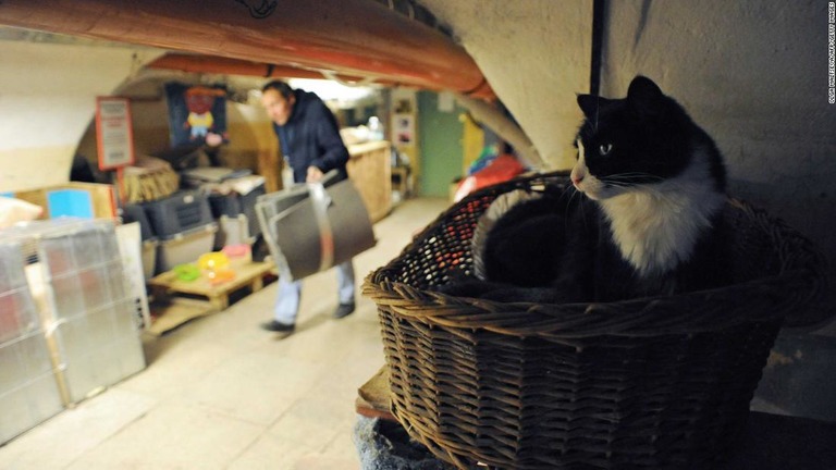 エルミタージュ美術館の地下でくつろぐ猫/OLGA MALTSEVA/AFP/Getty Images
