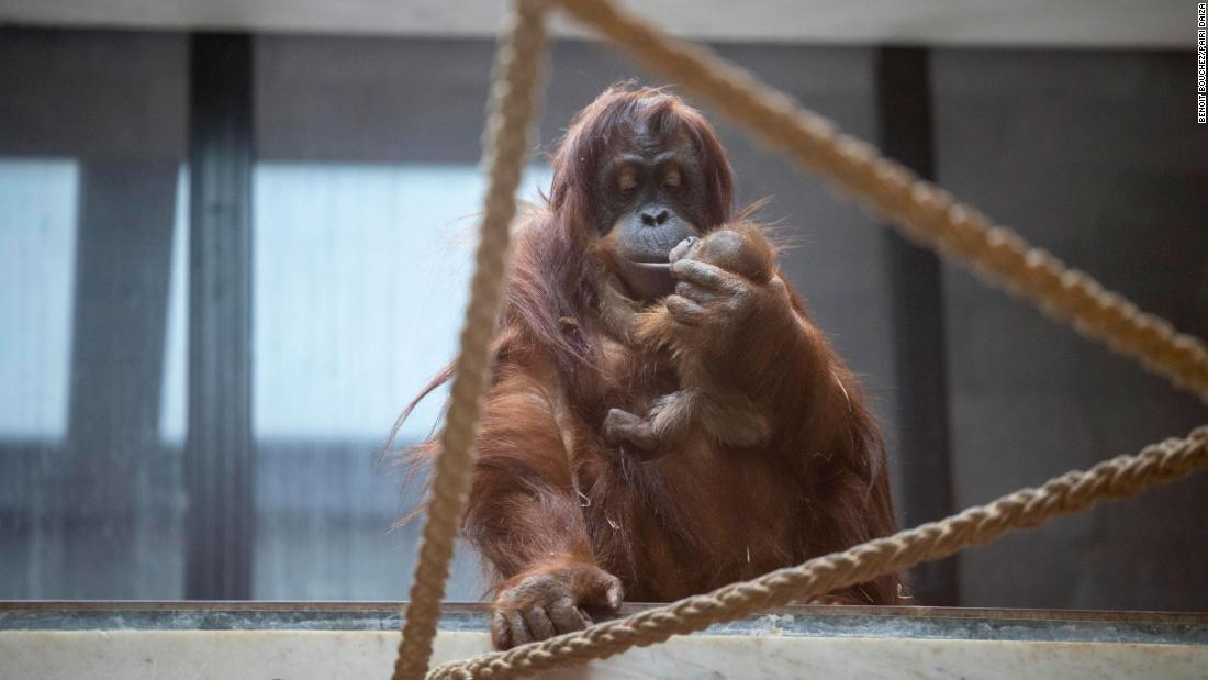 マタイは１０歳になるくらいまで家族と暮らす予定/Benoit Bouchez/Pairi Daiza