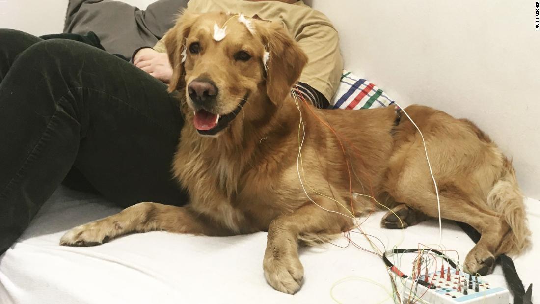 犬の頭に電極を貼り付けて脳波を測定し、脳の活動を調べた/Vivien Reicher