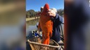 重さ４キロの巨大金魚を発見　米サウスカロライナ州