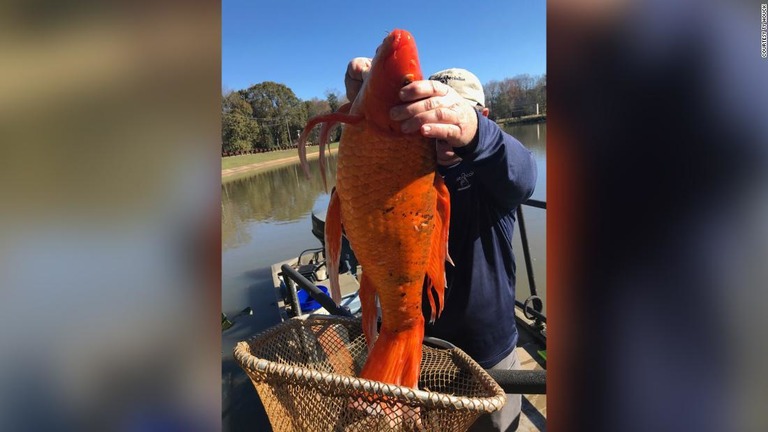 米サウスカロライナ州の湖で巨大な金魚を発見。この後水中に放された/Courtesy Ty Houck 