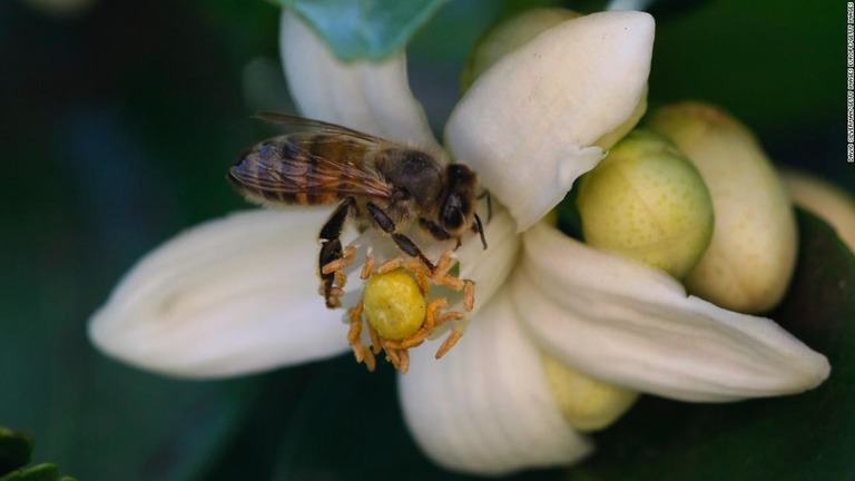 ミツバチが動物のふんを巣の入り口の周りに置いて外敵に対抗していることが分かった/David Silverman/Getty Images Europe/Getty Images