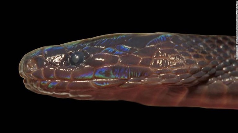 「アカリヌス・ズゴルム」と命名された虹色の光沢を放つ新種のヘビ/American Society of Ichthyologists and Herpetologists/Smithsonian