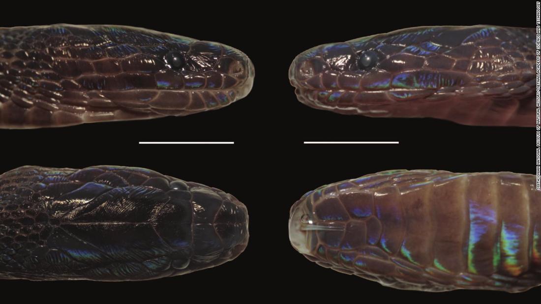 新種のヘビはベトナム北部で研究者らによって発見された/Smithsonian National Museum of Natural History/Vietnam Academy of Science and Technology