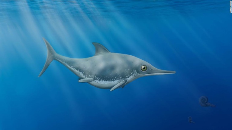 英イングランド南部の海岸で発見された新種の「魚竜」の想像図/Megan Jacobs