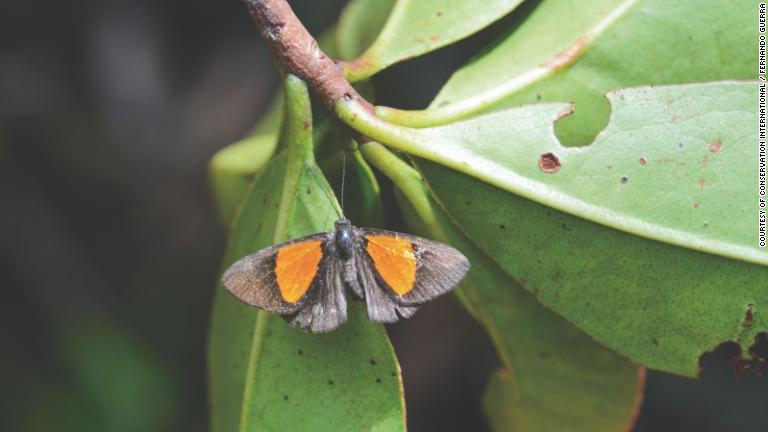 「メタルマーク・バタフライ」の新種も発見。雲霧林の林冠部に生息し、花の蜜を吸う/Courtesy of Conservation International / Fernando Guerra