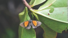 「メタルマーク・バタフライ」の新種も発見。雲霧林の林冠部に生息し、花の蜜を吸う
