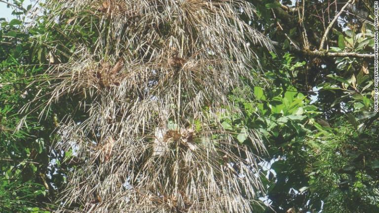 科学者にとっては新種の動植物も、地元の人々にはなじみのあるものだ。新種の竹は地元で建設資材や管楽器として普通に使われている/Courtesy of Conservation International / Ivan Jimenez