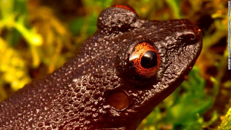 絶滅したと思われていた種も４種が再発見された。このうち黒い体に赤い目をもつ姿から「悪魔の目のカエル」と呼ばれる種は、生息地に水力発電ダムが建設されて以来、２０年ぶりに発見された/Courtesy of Conservation International / Trond Larsen