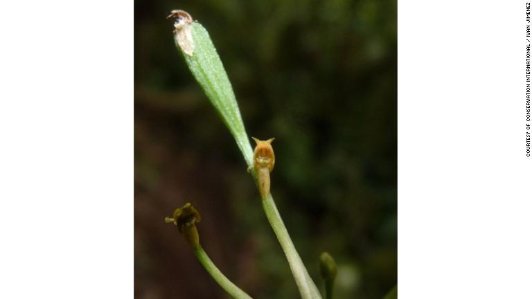 新種のヤチランは昆虫を呼び寄せて花粉を運ばせるため、一部が昆虫に似た形状となっている/Courtesy of Conservation International / Ivan Jimenez