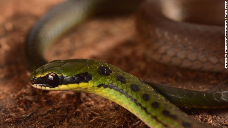 赤と黄色、緑の鮮やかな色にちなんで「ボリビアン・フラッグ・スネーク」と命名されたヘビ/Courtesy of Conservation International / Trond Larsen