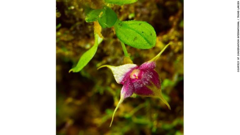 色鮮やかな紫色と黄色の花を持つカップランの新種。中南米で見つかる種の仲間の一つ/Courtesy of Conservation International / Trond Larsen