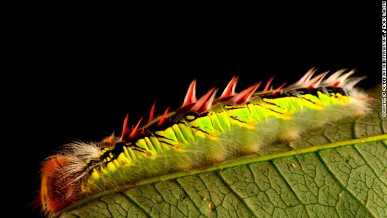 ゾンゴ渓谷の雲霧林ではモルフォチョウの幼虫が竹を食べる。成虫はそのまばゆい青色の羽で有名/Courtesy of Conservation International / Trond Larsen