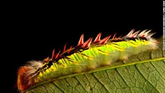ゾンゴ渓谷の雲霧林ではモルフォチョウの幼虫が竹を食べる。成虫はそのまばゆい青色の羽で有名