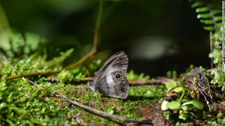 ゾンゴ渓谷で98年ぶりに見つかったチョウの一種「サタ・バタフライ」/Courtesy of Conservation International / Fernando Guerra