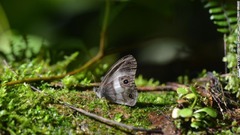 ゾンゴ渓谷で９８年ぶりに見つかったチョウの一種「サタ・バタフライ」