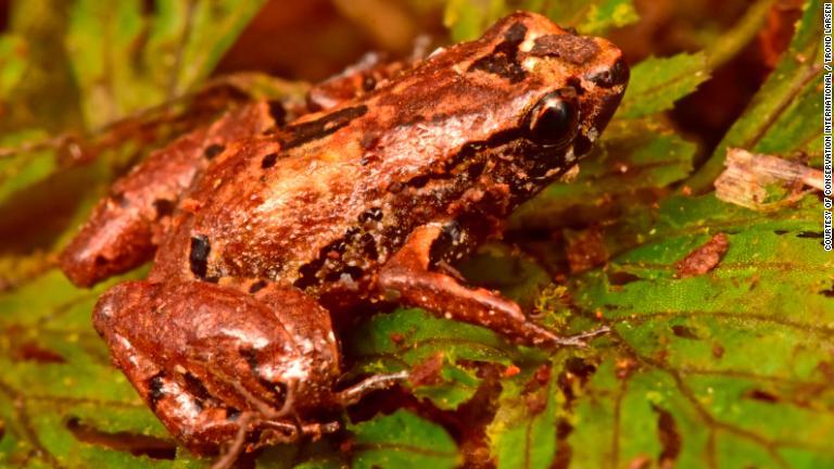 体長が1センチしかないカエルも発見/Courtesy of Conservation International / Trond Larsen