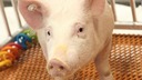 米ＦＤＡ、遺伝子組み換え豚を承認　アレルギー反応回避へ