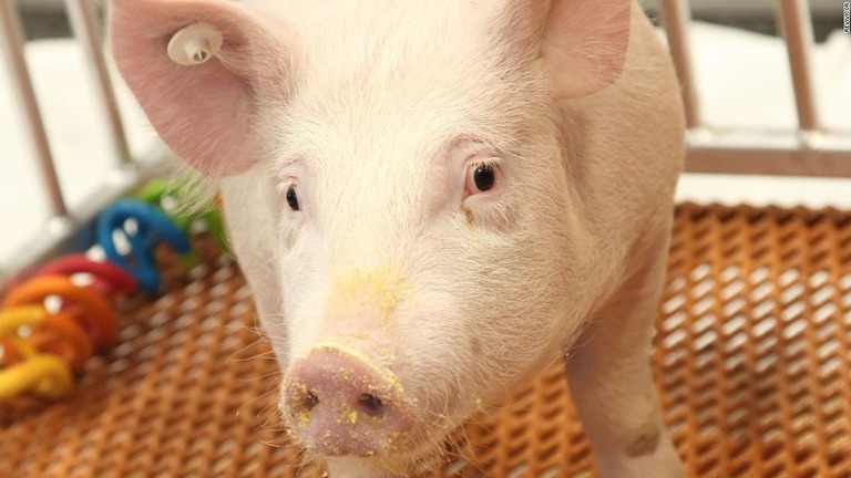 遺伝子組み換え豚では、アレルギー反応を引き起こす「アルファ・ガル」という糖類が生成されないようになる/Revivicor