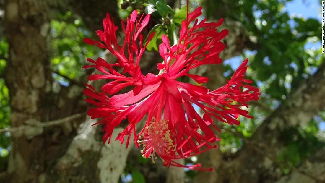 花弁が特徴的なオーストラリアに生息するハイビスカス/Ian Darbyshire/Royal Botanic Gardens, Kew