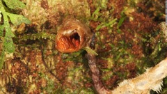 世界で最も「醜い」ラン？、新種を特定　英王立植物園