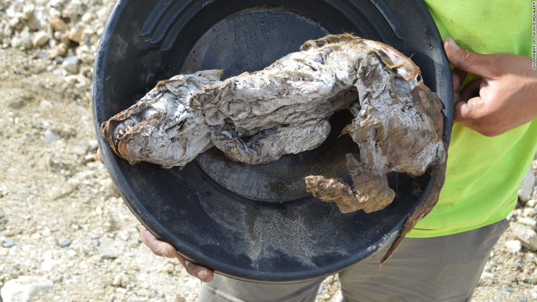 Cnn Co Jp ５万７千年前のオオカミの子ども カナダの永久凍土で 完全保全